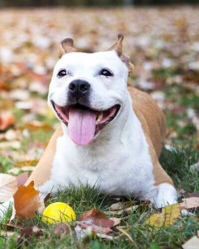 Friendly dog smile