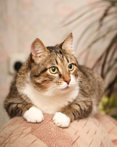 a gray and white cat looking front