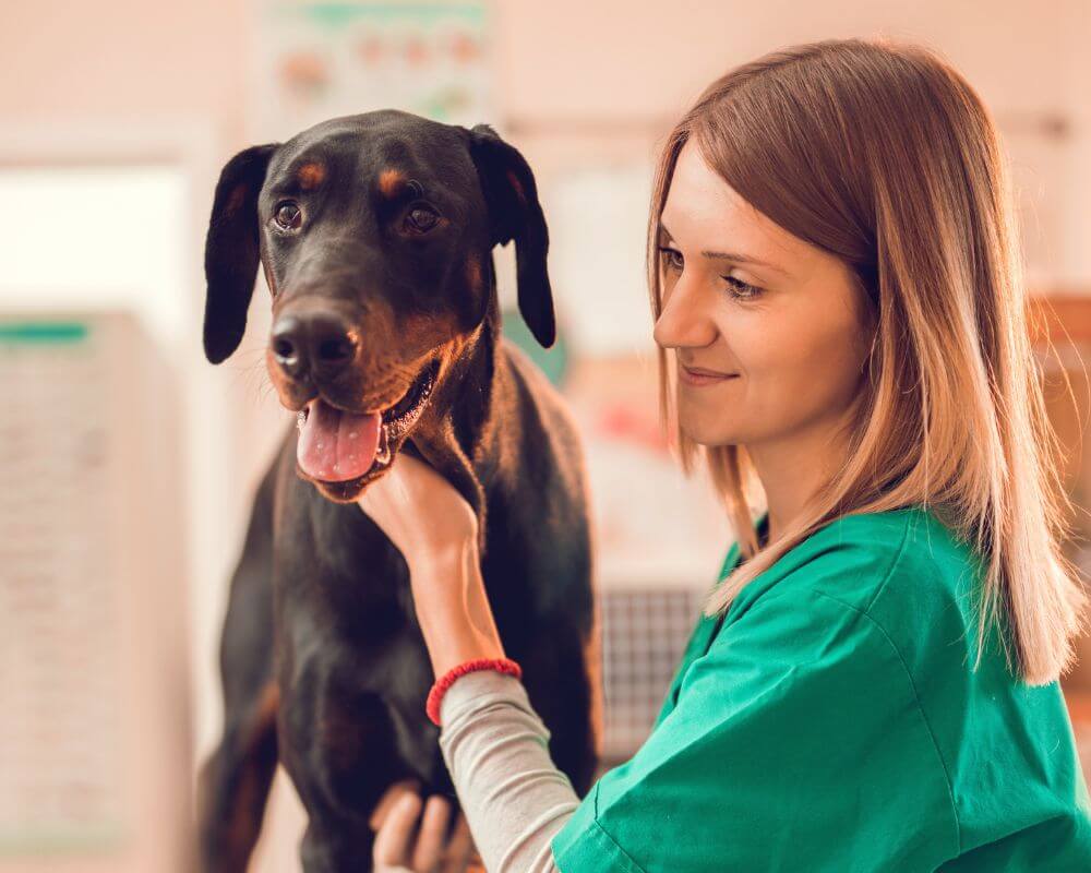 a vet hold dog
