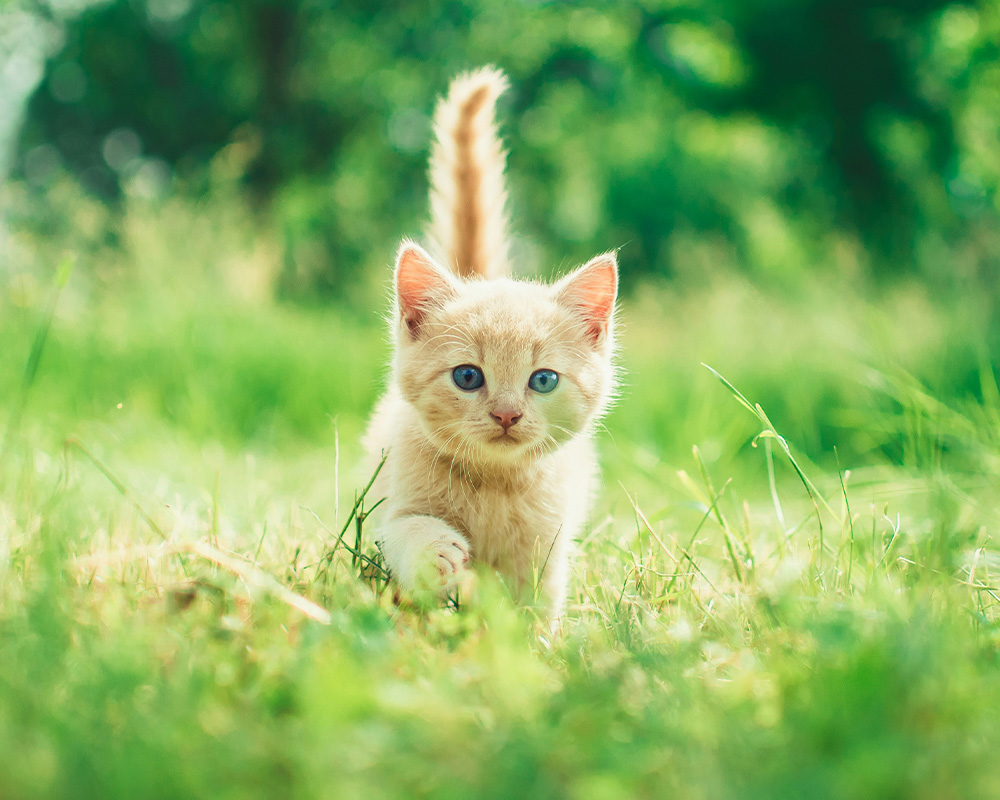 cat walking on grass
