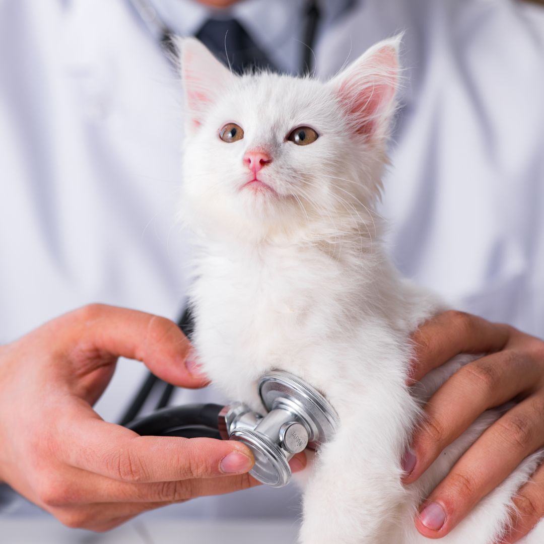 Vet examining kitten