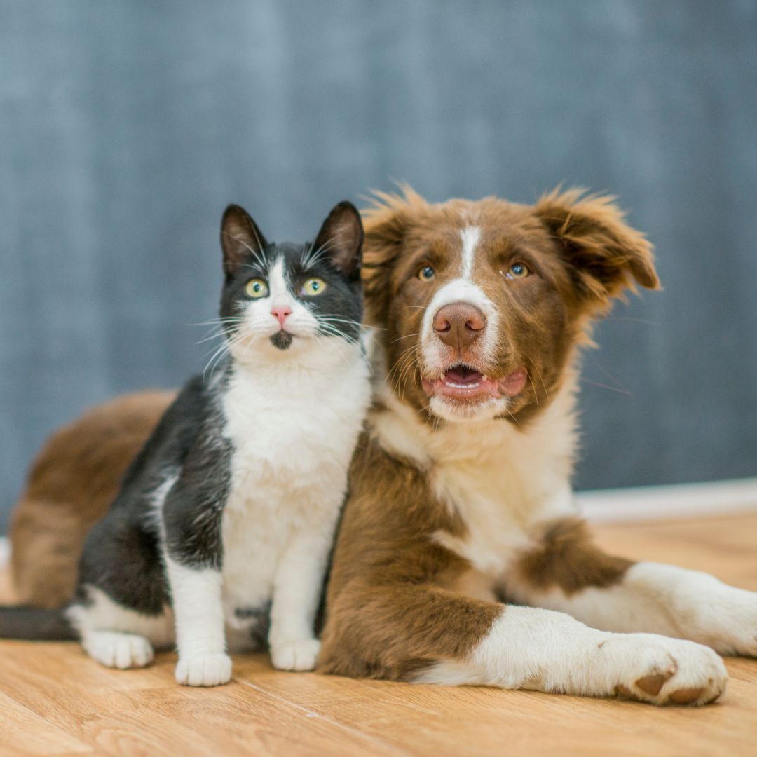 a dog and cat sitting in the floor