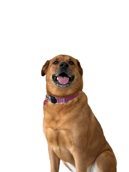 American Pit Bull Terrier